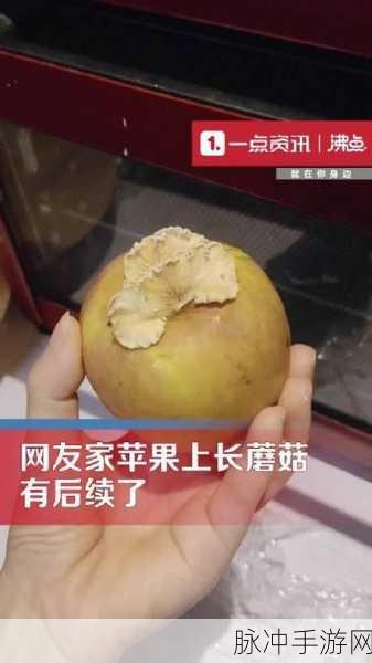 蘑菇视屏黑料：“揭开蘑菇视频的黑幕：背后的真相与争议”