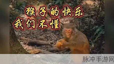 二人生猴子的全程不盖被子黄：二人共度无被子生活，快乐猴子乐翻天