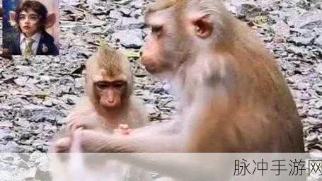 二人生猴子的全程不盖被子黄：二人共度无被子生活，快乐猴子乐翻天