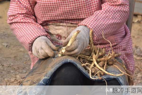 53岁大妈山坡做皮肉生意的原因：53岁大妈选择山坡做皮肉生意的背后故事揭秘