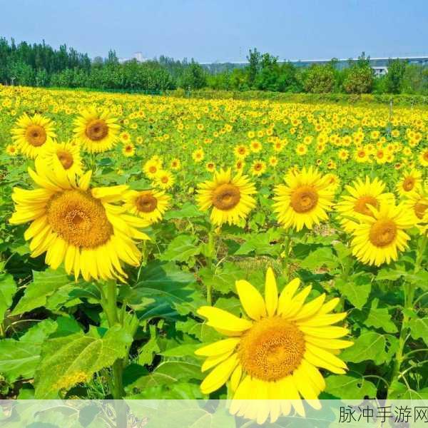 站长统计向日葵app网址进入免费：免费获取拓展站长统计向日葵App网址的详细指南