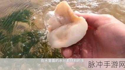 香蕉海葵鲍鱼绿巨人茄子：探索香蕉海葵与鲍鱼的奇妙世界，揭开绿巨人茄子的神秘面纱