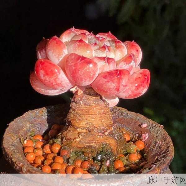 穿成黄油魅魔要如何求生雪爪：“如何在拓展穿成黄油魅魔中求生雪爪的秘密”