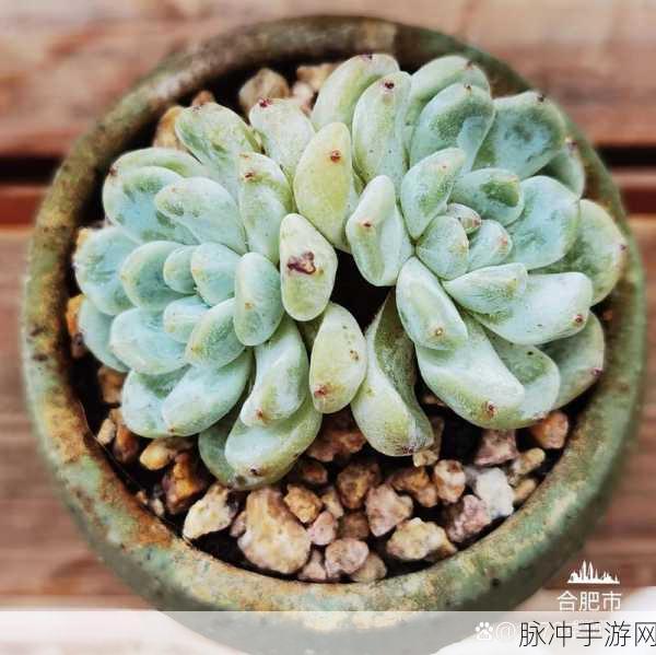 穿成黄油魅魔要如何求生雪爪：“如何在拓展穿成黄油魅魔中求生雪爪的秘密”