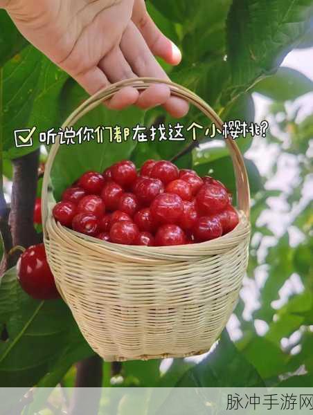 樱桃免费：拓展樱桃：探索新鲜果实的无限可能与美味体验