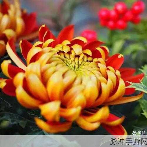 答错一题菊花一插一支笔：答错一题惹怒老师，菊花插在笔尖上显奇葩