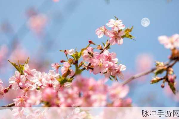 樱花草网：探索樱花草网的美丽与魅力，享受春日浪漫时光