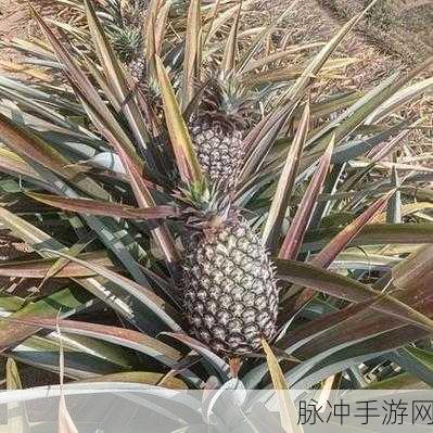 菠萝福建导航：探索菠萝福建导航的全新体验与功能介绍