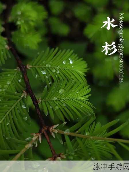 野花社区在线视频：探索拓展野花社区：畅享在线视频与分享乐趣的新天地