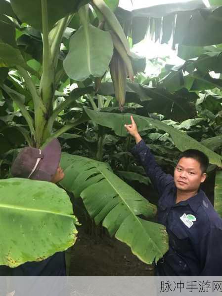 香蕉传媒文化有限公司招聘：香蕉传媒文化有限公司诚邀优秀人才加盟，共创辉煌未来！