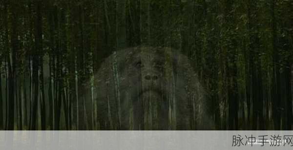 缅甸北部恐怖血腥网站www免费软件：缅甸北部血腥恐怖事件真相揭秘与相关软件推荐