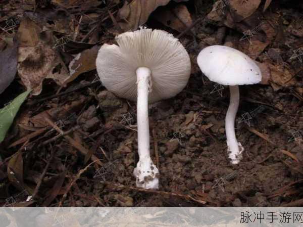 黑料门独家爆料蘑菇：黑料门独家揭秘：蘑菇内幕揭露惊人真相！