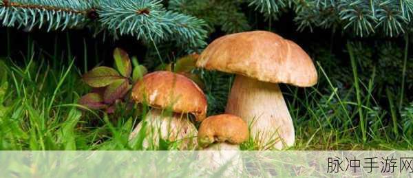 黑料门独家爆料蘑菇：黑料门独家揭秘：蘑菇内幕揭露惊人真相！