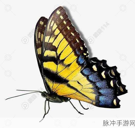 花蝴蝶视频高清在线免费在线：免费观看拓展花蝴蝶视频，畅享精彩内容无广告体验！