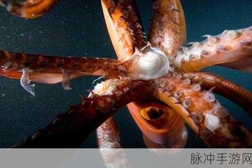 xaxwaswaswasxilxilx250：探索xaxwaswaswasxilxilx250的深层意义与应用潜力