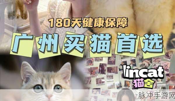 探秘我的猫舍游戏下载，享受趣味养成之旅的绝佳选择