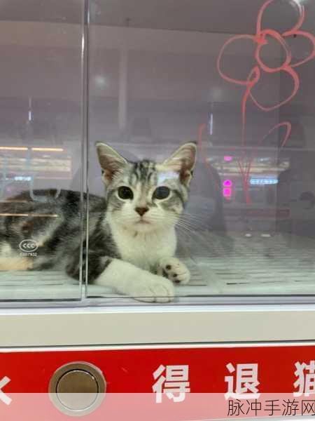 探秘我的猫舍游戏下载，享受趣味养成之旅的绝佳选择