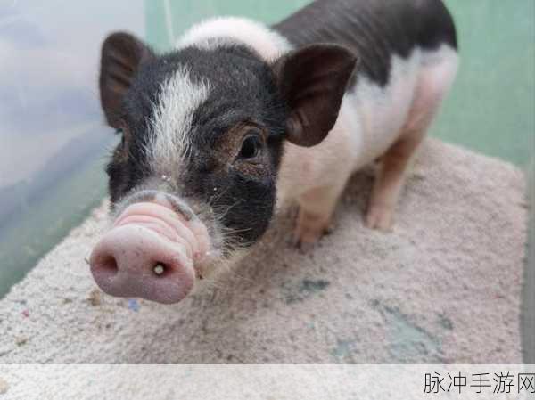 口袋宠物猪，合成战斗新体验，下载安装即刻启程