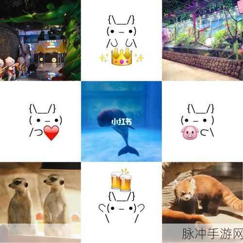 猫咪度假村，打造你的清新卡通萌宠乐园游戏攻略