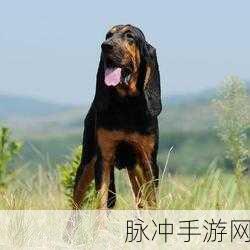 炉石传说狩猎犬属性效果全解析