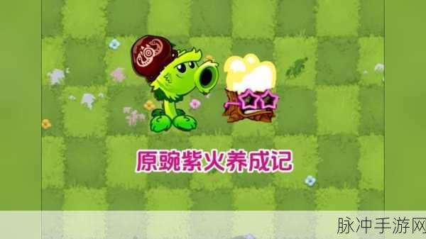 植物大战僵尸 2 紫手套出豆机制深度解析