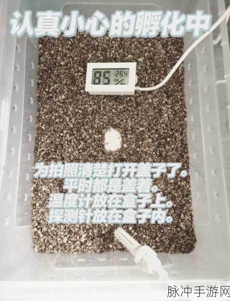 我的世界，海龟蛋孵化秘籍大公开