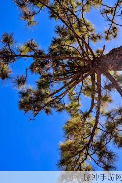 妄想山海松树探寻攻略,解锁松树最多的采集地点