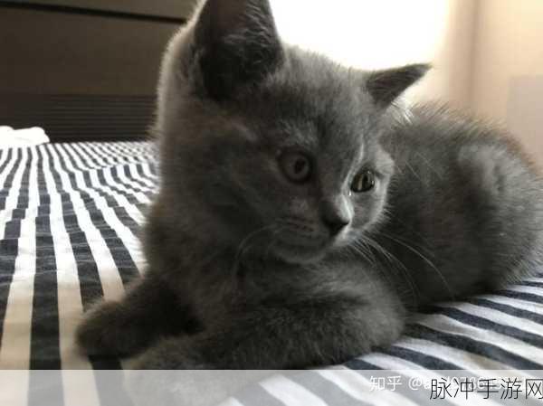 樱花小镇养猫记,深度解析养了个猫樱花小镇游戏下载与养成攻略