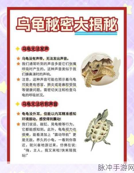 创造与魔法龟壳获取秘籍大公开