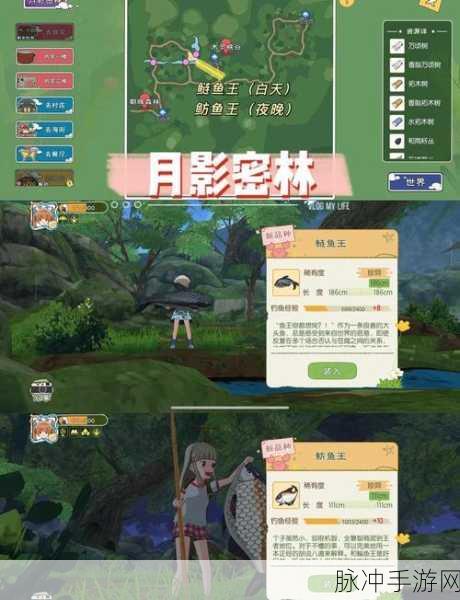 小森生活鲤鱼王特级料理与鱼饵获取全攻略,解锁钓鱼新境界
