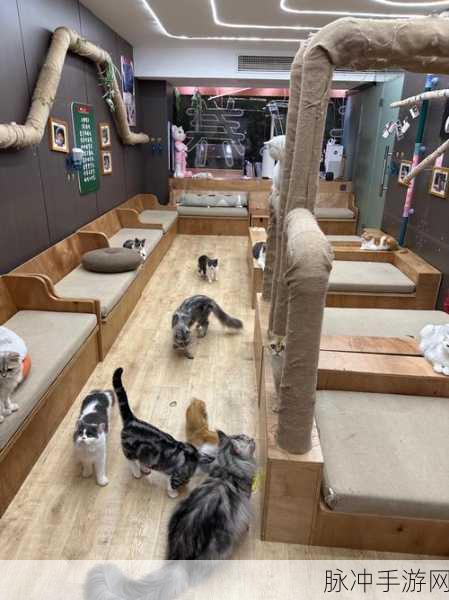 布偶猫过山车,沉浸式角色扮演手游全攻略