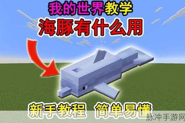 我的世界手游深度解析，为何不应伤害海豚？