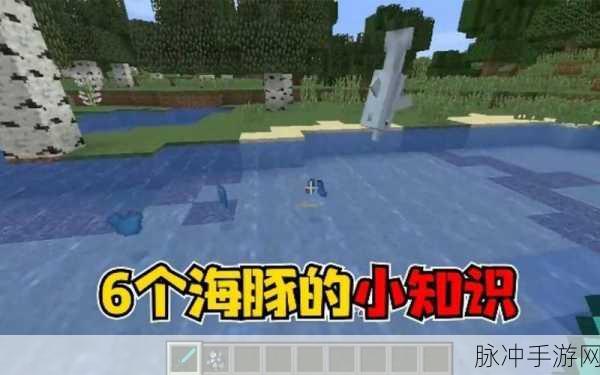 我的世界手游深度解析,为何不应伤害海豚?