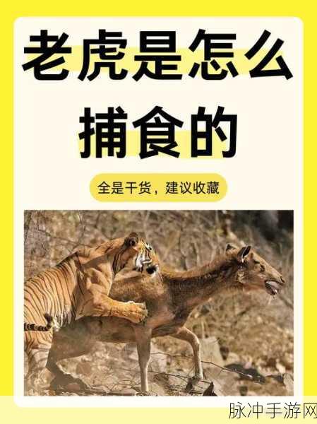 完美世界老虎升仙还是入魔好？完美世界老虎升仙入魔攻略深度解析