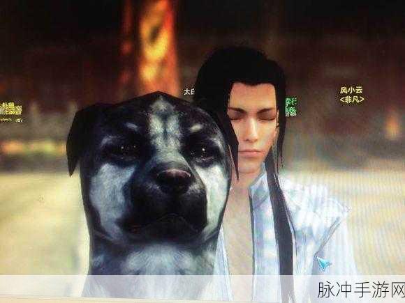 天涯明月刀手游哈士奇获取全攻略,解锁专属宠物的独特步骤