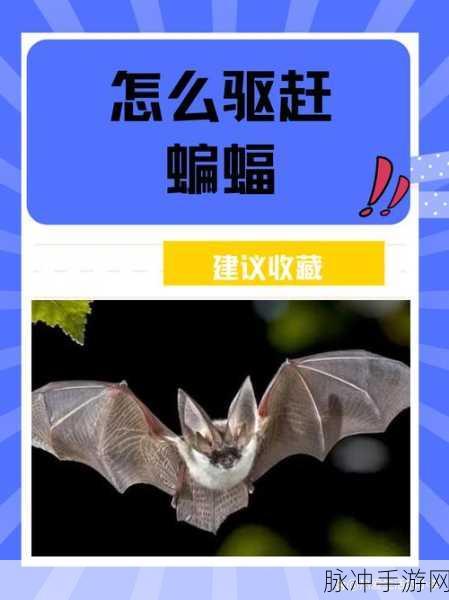 阴阳师蝙蝠击杀地点推荐攻略详解,高效获取蝙蝠的全方位指南