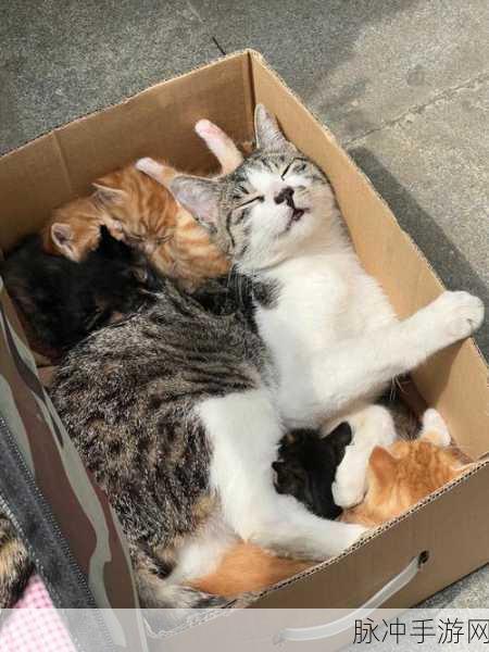 揭秘猫之城放屁猪梗的由来与游戏深度攻略