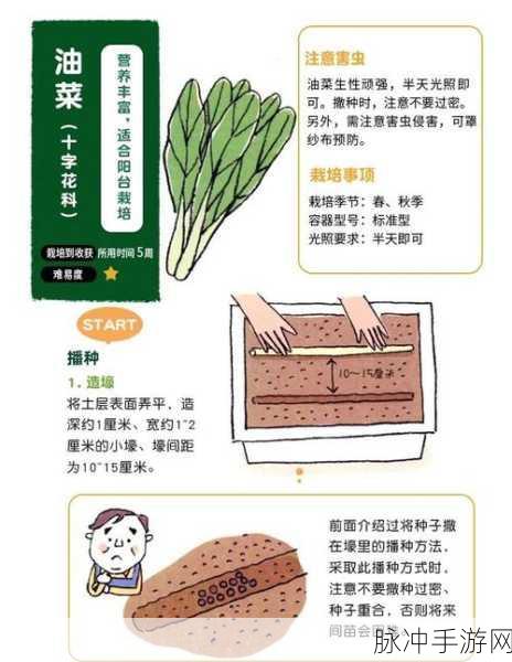 模拟农场25农作物油菜特点介绍及高效种植新攻略深度解析