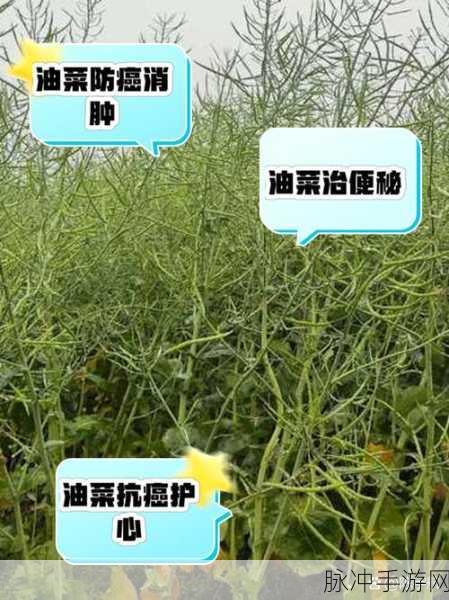 模拟农场25农作物油菜特点介绍及高效种植新攻略深度解析