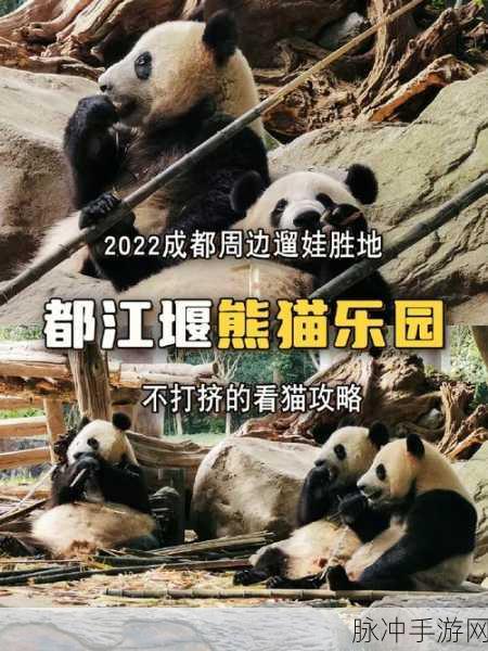 命运方舟手游深度攻略,熊猫岛密道位置全揭秘及探索指南