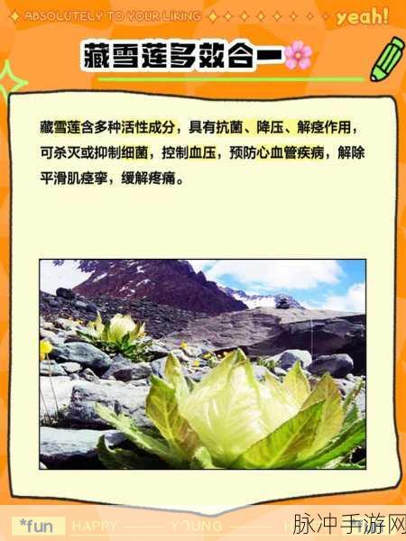 大千世界雪莲花获取攻略,极寒之地的珍贵药材