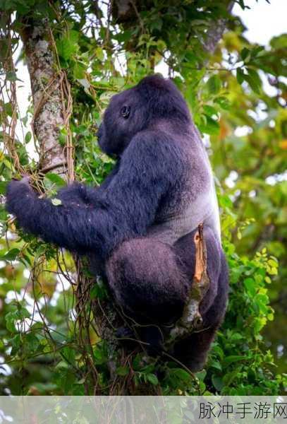 2025年科技探秘，深入妄想山海大猩猩生态保护区，揭秘智能追踪下的神秘岛屿大猩猩天堂