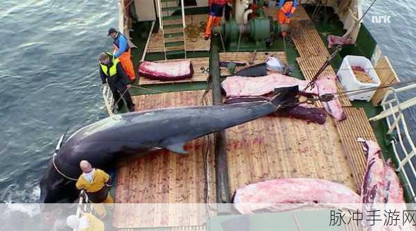 刺客信条4捕杀鲸鱼全面攻略介绍