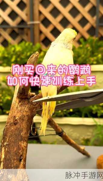 创造与魔法游戏内鹦鹉刷新时间全面揭秘,掌握刷新规律,助你轻松捕捉稀有鹦鹉!