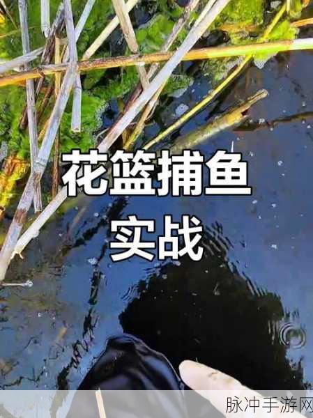 捕鱼来了魔鬼鱼捕捉全攻略,技巧与策略大揭秘