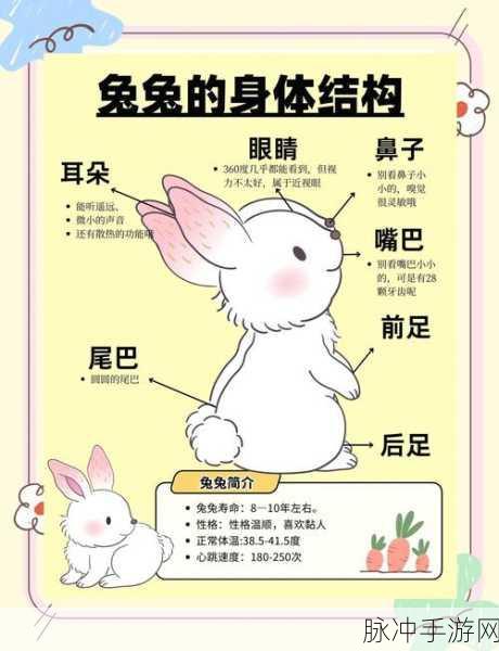我的世界兔子繁殖与生成条件详解