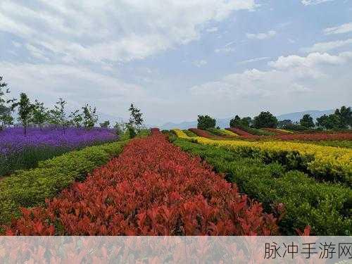 锦绣花田红包版,轻松享受的简单有趣休闲益智之旅