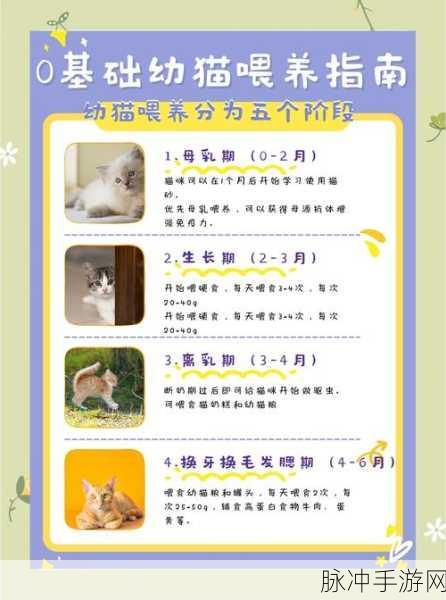 沉浸式萌宠体验,和小白猫的幸福贴贴生活2下载全攻略