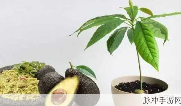 诺亚之心苹果树位置全攻略,详细寻找步骤助你轻松定位果树所在