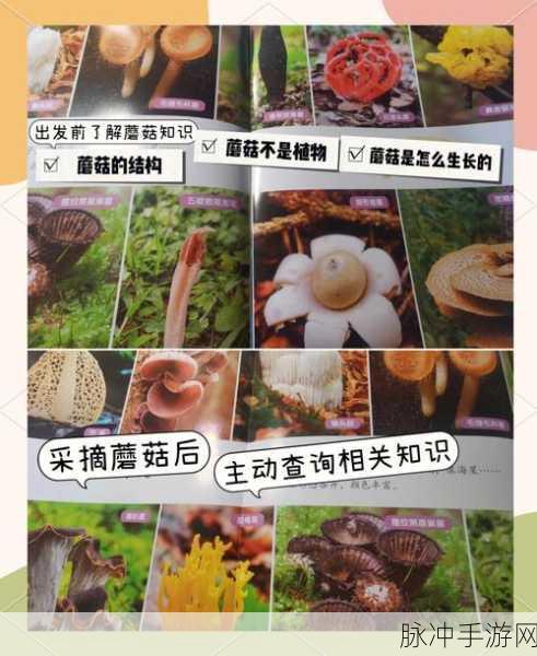 我的世界游戏中蘑菇牛繁殖技巧全面深度解析与实用方法指南